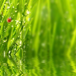 fresh morning dew on a spring grass and little ladybug, natural background - close up with shallow dof.