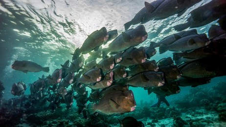 the school of humpbacked parrotfish wakes up at dawn. sipadan. malaysia.