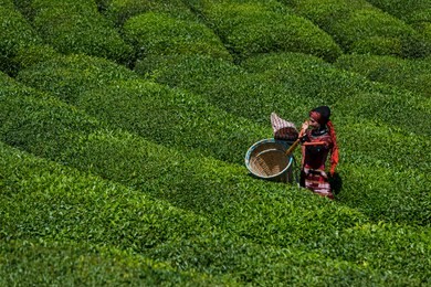 woman is working in tea garden rize turkey