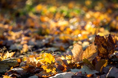yellow autumn leaves in the sunset rays of the evening sun, sharpness on the leaves in the foreground behind the background in bokeh with space for text.