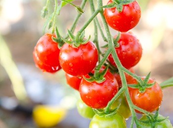 bunch of cherry tomatoes red green in water drops