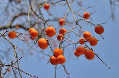 persimmon tree with many persimmons 