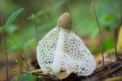 bamboo mushroom(dictyophora indusiata) in the jungle