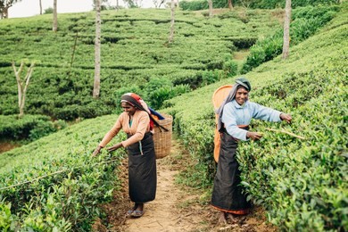 two woman collect tea in sri-lanka. nuwara eliya.