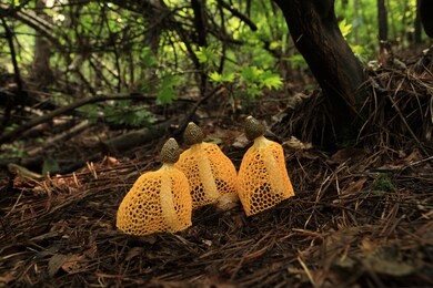 dictyophora indusiata f. lutea (liou & l. hwang) kobayasi 