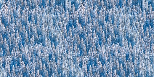 winter forest covered with snow seamless pattern. fir trees and pines christmas decoration. 