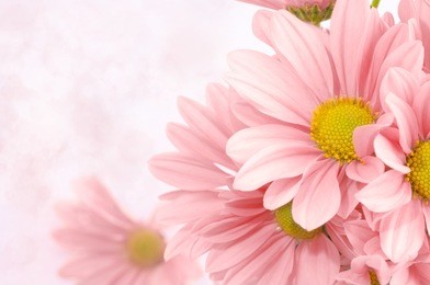 pink flowers background