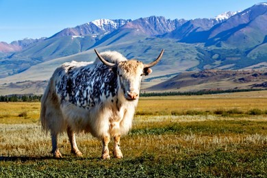 white & black yak in alpine mountains. himalayan big yak in beautiful landscape. hairy cattle cow wild animal in nature. sunny winter day, yak face - wildlife concept. farm animal in nepal & tibet