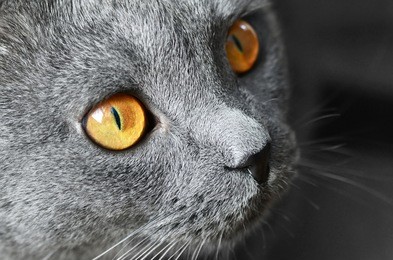 british blue shorthair cat detail, on a dark background