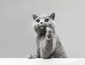 young grey cat playing, raising his paw. purebred domestic animal. british shorthair.