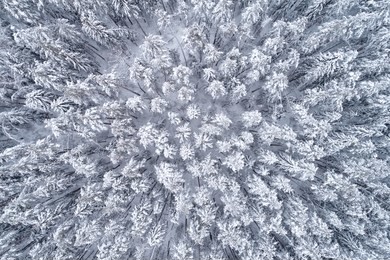 top down view of the forest in winter. winter landscape in the forest. flying over winter fir forest. top down view of high snowy trees. trees in the snow. frosty forest. nature