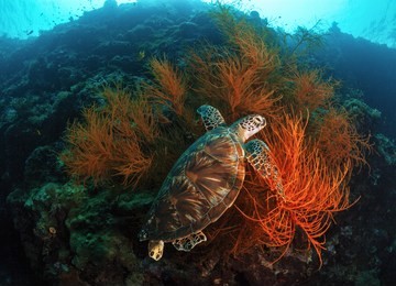 the turtle has a rest on coral branches.  sipadan. underwater.