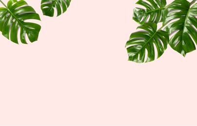 tropical leaves monstera on a pink  background for designs. summer styled. high quality image. top view