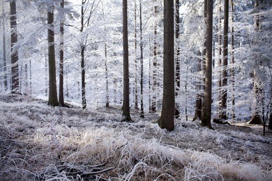 winter forest with beautiful light