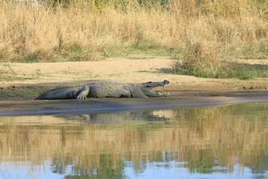 mugger crocodile at rapti river in chitwan national park, nepal