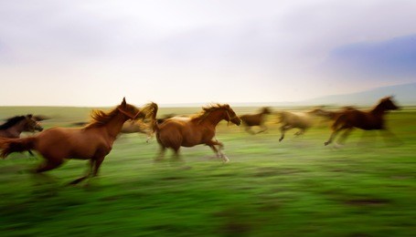 year old horses in the race