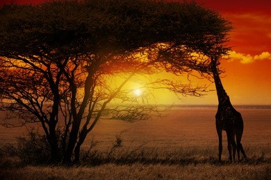 giraffe in sunset in africa