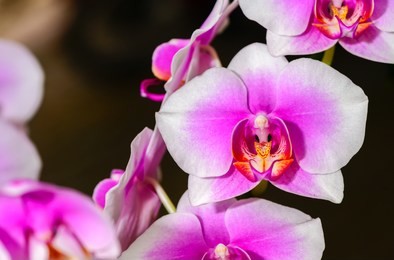 macro of pink and white phalaenopsis orchid flower isolated on black background