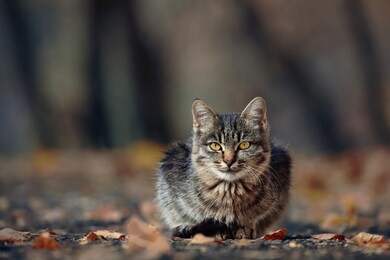 beautiful kitten in the autumn park. cute fluffy cat
