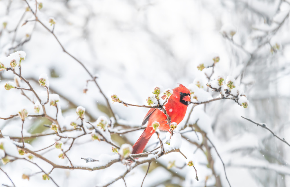 side closeup of fluffed, puffed up orange, red male cardinal bird, looking, perched on sakura, cherry tree branch, covered in falling snow with buds, heavy snowing, cold snowstorm, storm, virginia