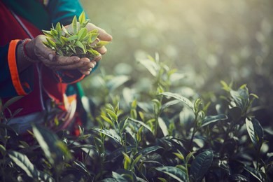 women hand finger picking up tea leaves at a tea plantation for product , natural selected , fresh tea leaves in tea farm in chiang mai, thailand.
