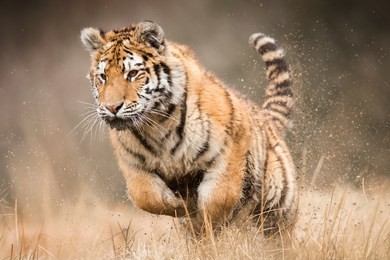 hunting siberian tiger, panthera tigris altaica, environment, nature, close up