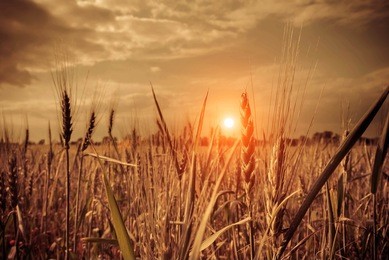 sunset in a wheat field