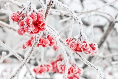 frozen viburnum under the snow. first snow