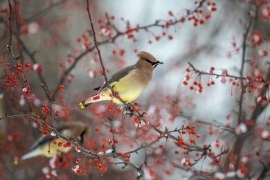 cedar waxwing bird in a berry tree