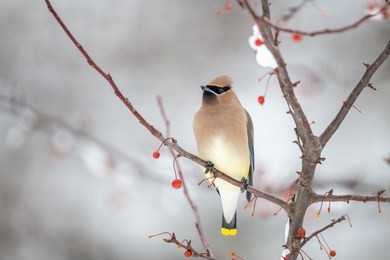 cedar waxwing bird in a berry tree