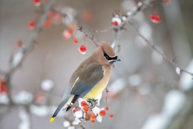 cedar waxwing bird in a berry tree