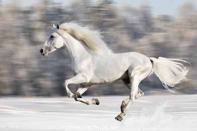 white horse runs gallop in winter, motion blur