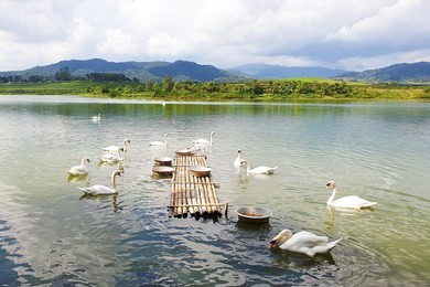 group of swans at singha park chiang rai, thailand