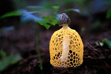 yellow pattern of mushrooms