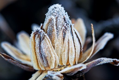 frozen flower bud, macro shot