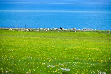 landscape. multi- colors flowers bloom on the lake shore, a herd of sheep by the water, mountains and cloudy sky as background. created in tibetan plateau, china, 07/04/2018
