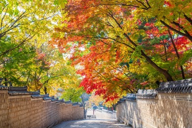 pathway with traditional korean brick wall and black ceramic roof with colorful autumn leaves at entrance of huwon (secret garden) at changdeokgung palace, seoul, south korea