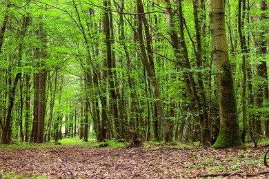 view of a dirt road in the mixed forest(beech,oak,ash), warm evening light, summer, by beckingen - saarland/germany
