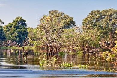 flooded trees in mangrove rain forest. tonle sap lake. cambodia