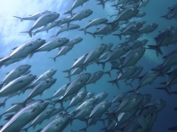 school of jack fish in sipadan island, sabah.
