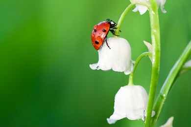insect ladybug sits on a flower of a lily of the valley