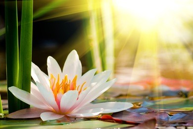 lotus flower background