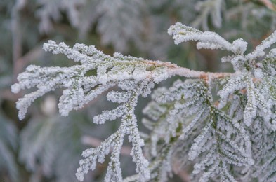 winter, new year, beautiful background. charming green branches of a christmas tree in the snow.