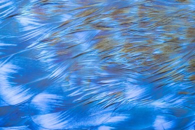 bright abstract background of blue neon colors bird feathers 
