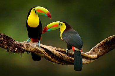 toucan sitting on the branch in the forest, green vegetation, costa rica. nature travel in central america. two keel-billed toucan, ramphastos sulfuratus, pair of bird with big bill. wildlife.