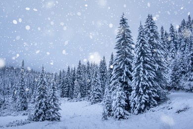snowfall in winter forest. snowflakes falls on fir trees. winter landscape. christmas background.
