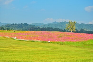 colorful cosmos field with sky and white clouds, chiang rai, thailand