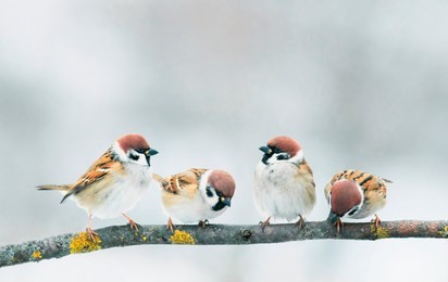 four small funny baby birds sparrow sitting on a branch in the garden and look hungry waiting for parents