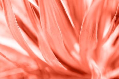 macro photo of agave leaves colored in color of year 2019 living coral. bright macro color.