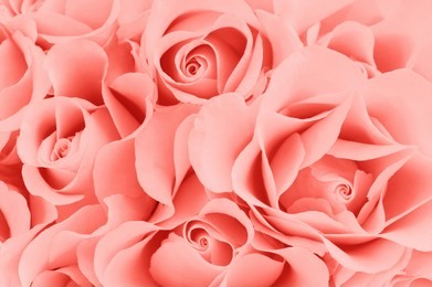 floral background  of blooming roses, living coral color - color of the 2019 year, close-up